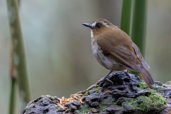 Kaşlı orman sinekkapanı dalda tünemiş tüylerini sergiliyor.