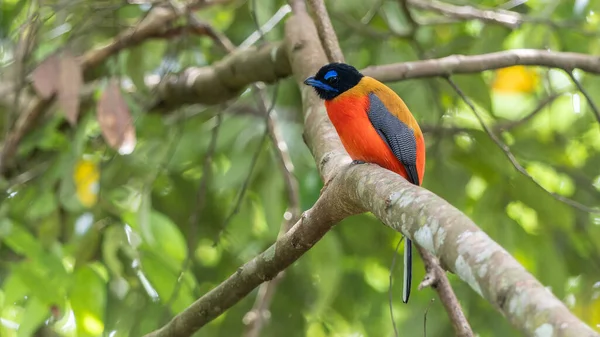 Ağaç dallarına tüneyen Scarlet-rumped trogon 'un (Harpactes duvaucelii) doğa görüntüsü