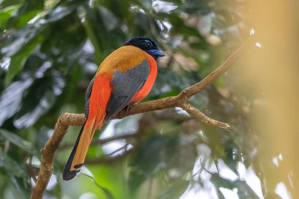 Ağaç dallarına tüneyen Scarlet-rumped trogon 'un (Harpactes duvaucelii) doğa görüntüsü