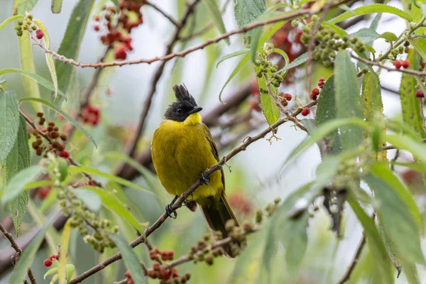 Bornean Bulbul 'un doğa kuş türü ağaç dalına tünemiş.