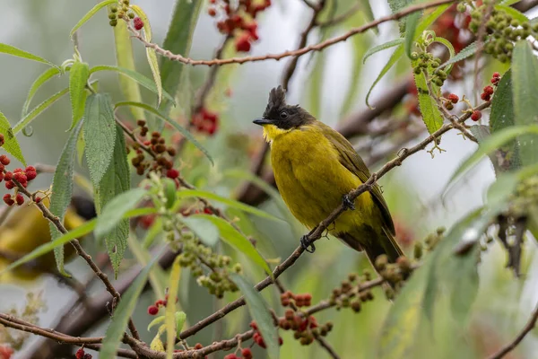 Bornean Bulbul 'un doğa kuş türü ağaç dalına tünemiş.