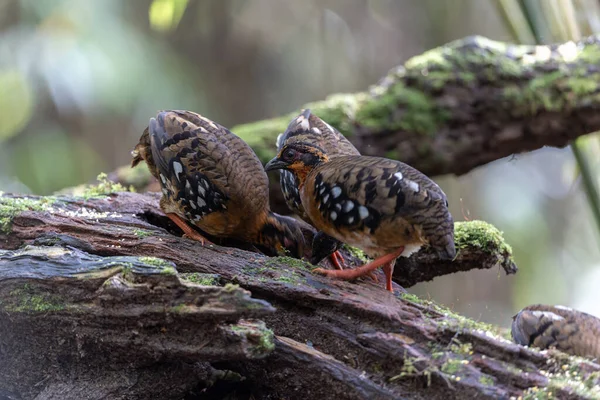 Nature wildlife of bird red-breasted partridge also known as the Bornean hill-partridge It is endemic to hill and montane forest in Borneo