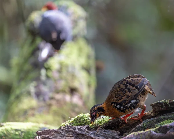 Nature wildlife of bird red-breasted partridge also known as the Bornean hill-partridge It is endemic to hill and montane forest in Borneo