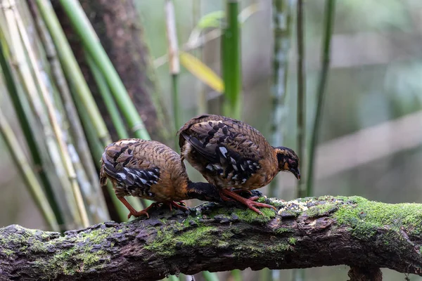 Nature wildlife of bird red-breasted partridge also known as the Bornean hill-partridge It is endemic to hill and montane forest in Borneo