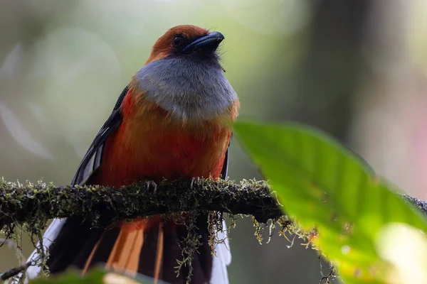 Kır Saçlı 'nın Trogon kuşunun doğa doğası Borneo' ya özgü yeşil bir ormanda bir dalda tünemekte.