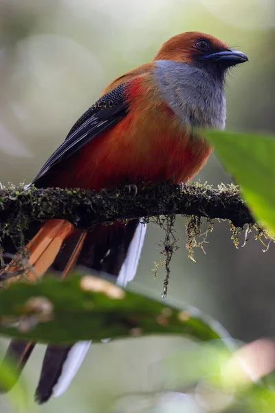 Kır Saçlı 'nın Trogon kuşunun doğa doğası Borneo' ya özgü yeşil bir ormanda bir dalda tünemekte.
