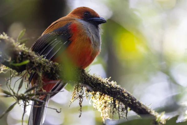 Kır Saçlı 'nın Trogon kuşunun doğa doğası Borneo' ya özgü yeşil bir ormanda bir dalda tünemekte.