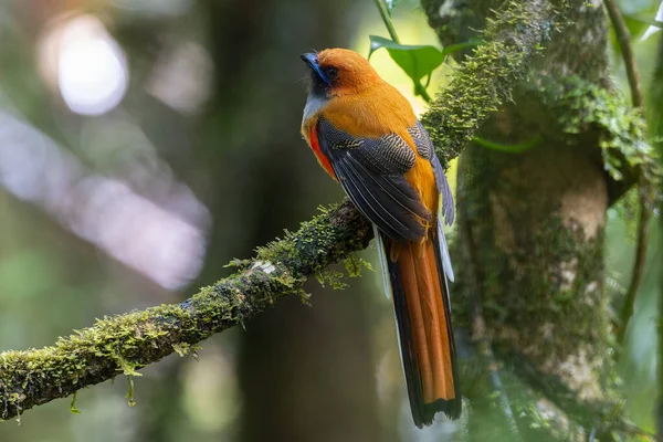 Kır Saçlı 'nın Trogon kuşunun doğa doğası Borneo' ya özgü yeşil bir ormanda bir dalda tünemekte.