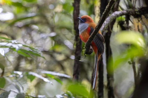 Kır Saçlı 'nın Trogon kuşunun doğa doğası Borneo' ya özgü yeşil bir ormanda bir dalda tünemekte.