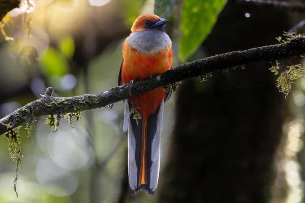 Kır Saçlı 'nın Trogon kuşunun doğa doğası Borneo' ya özgü yeşil bir ormanda bir dalda tünemekte.