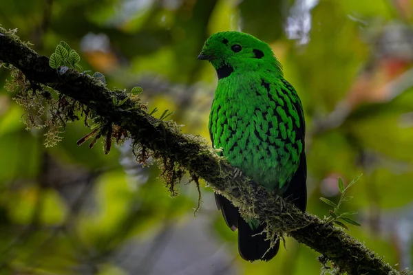 Doğanın vahşi yaşam görüntüsü Whitehead 'in Borneo' ya özgü Broadbill kuşu