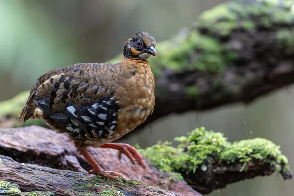 Yağmur ormanlarında yosunlu bir kayanın üzerinde duran kırmızı göğüslü keklik çifti.