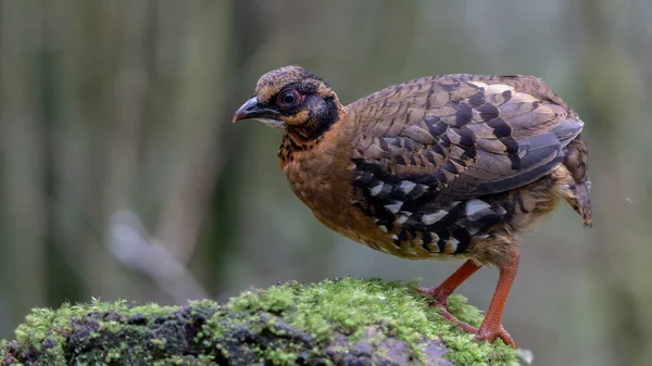 Yağmur ormanlarında yosunlu bir kayanın üzerinde duran kırmızı göğüslü keklik çifti.