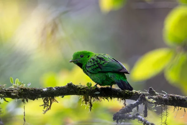 Doğanın vahşi yaşam görüntüsü Whitehead 'in Borneo' ya özgü Broadbill kuşu
