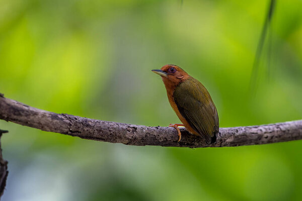 Nature wildlife image of piculet woodpecker standing on tree branches