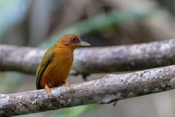 Ağaçların dallarında duran ağaçkakanın doğa görüntüsü.