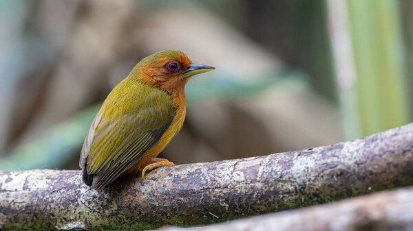 Nature wildlife image of piculet woodpecker standing on tree branches