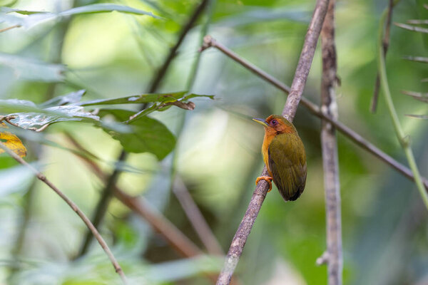 Nature wildlife image of piculet woodpecker standing on tree branches