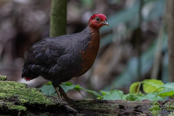 Crimson-headed partridge on deep jungle rainforest, It is endemic to the island of Borneo