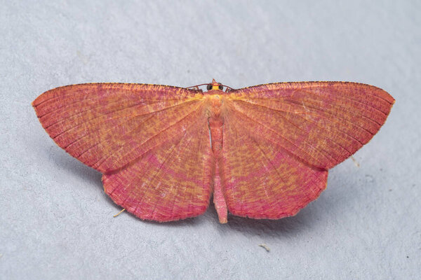 Образ природы и уникальная моль Сабах, Борнео