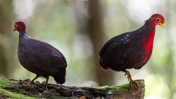 Kızıl başlı kekliğin, ormanın derinliklerindeki vahşi yaşam görüntüsü Borneo adasına özgüdür.