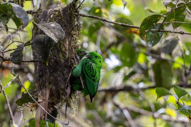 Kır Saçlı 'nın Broadbill kuşunun kuş yuvasında yavru kuşu besleyen doğa görüntüsü. Whitehead 'in Borneo' ya özgü Broadbill kuşu