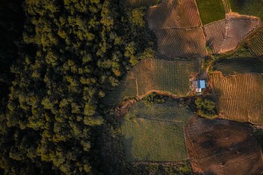 Tarım arazilerinin el değmemiş ormanlara girmesi doğa ve tarım arasındaki dengeyi gösteriyor.