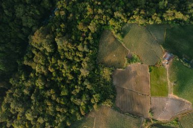 Tarım arazilerinin el değmemiş ormanlara girmesi doğa ve tarım arasındaki dengeyi gösteriyor.