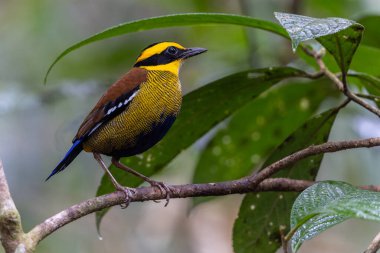 Bornean Banded Pitta (Pitta schwaneri) yemyeşil yağmur ormanı ortamında ve onu Bornean yağmur ormanlarının gerçek bir mücevheri yapar..