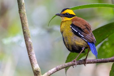 Bornean Banded Pitta (Pitta schwaneri) yemyeşil yağmur ormanı ortamında ve onu Bornean yağmur ormanlarının gerçek bir mücevheri yapar..