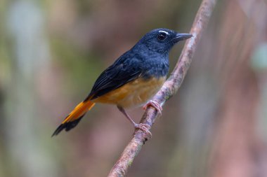 Rufous-tail Shama 'nın (Trichixos pyrropygus) doğa görüntüsü.