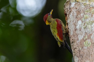 Kırmızı kanatlı ağaçkakanlar, yıpranmış bir ağaç gövdesine tünemiş tüylerini doğal arka plana karşı sergiliyorlar..