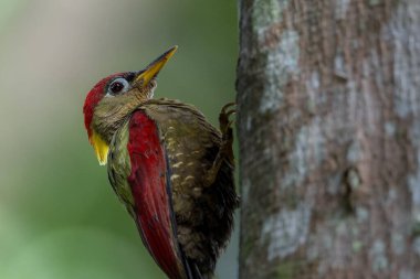 Kırmızı kanatlı ağaçkakanlar, yıpranmış bir ağaç gövdesine tünemiş tüylerini doğal arka plana karşı sergiliyorlar..