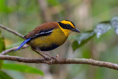 Bornean Banded Pitta (Pitta schwaneri) yemyeşil yağmur ormanı ortamında ve onu Bornean yağmur ormanlarının gerçek bir mücevheri yapar..