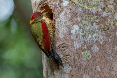 Kırmızı kanatlı ağaçkakanlar, yıpranmış bir ağaç gövdesine tünemiş tüylerini doğal arka plana karşı sergiliyorlar..