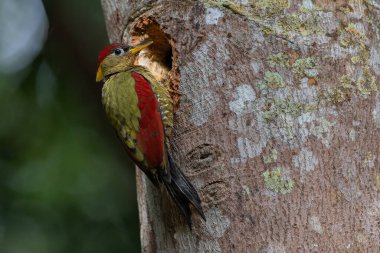 Kırmızı kanatlı ağaçkakanlar, yıpranmış bir ağaç gövdesine tünemiş tüylerini doğal arka plana karşı sergiliyorlar..