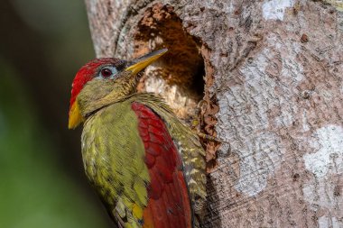 Kırmızı kanatlı ağaçkakanlar, yıpranmış bir ağaç gövdesine tünemiş tüylerini doğal arka plana karşı sergiliyorlar..