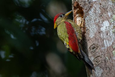 Kırmızı kanatlı ağaçkakanlar, yıpranmış bir ağaç gövdesine tünemiş tüylerini doğal arka plana karşı sergiliyorlar..