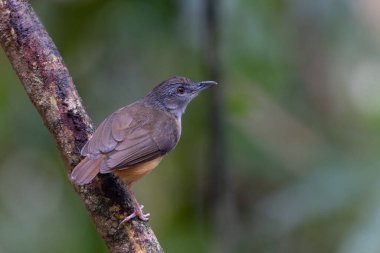 Horsfeild 'in ağaç dalına tüneyen Babbler kuşunun doğa görüntüsü
