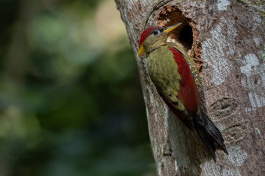 Kırmızı kanatlı ağaçkakanlar, yıpranmış bir ağaç gövdesine tünemiş tüylerini doğal arka plana karşı sergiliyorlar..
