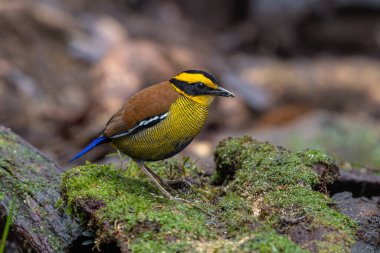 Bornean Banded Pitta (Pitta schwaneri) yemyeşil yağmur ormanı ortamında ve onu Bornean yağmur ormanlarının gerçek bir mücevheri yapar..