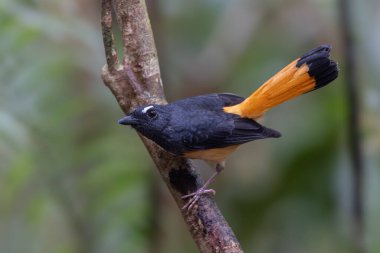 Rufous-tail Shama 'nın (Trichixos pyrropygus) doğa görüntüsü.
