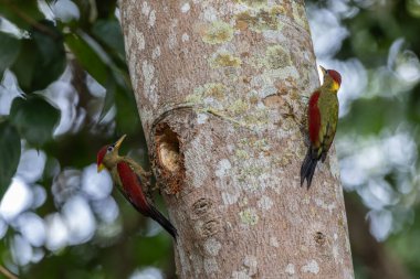 Kırmızı kanatlı ağaçkakanlar, yıpranmış bir ağaç gövdesine tünemiş tüylerini doğal arka plana karşı sergiliyorlar..