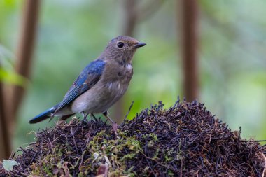 Genç Mavi-Beyaz Sinek Yakalayıcı, Japon Sinekkapan Erkek mavi-beyaz ağaçta tünemiş
