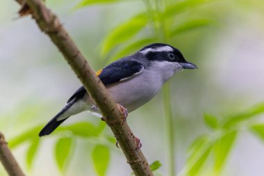 Beyaz kaşlı Shrike-geveze dalda tünemiş tüylerini sergiliyor.