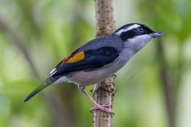 Beyaz kaşlı Shrike-geveze dalda tünemiş tüylerini sergiliyor.