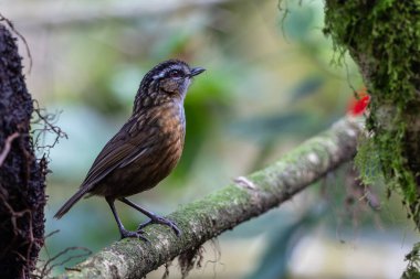 Sabah, Borneo 'da çekilmiş Wren Dağı' nın doğa görüntüsü.