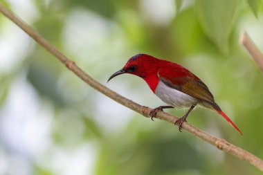 Montan Ormanı Sabah, Borneo 'da Güzel Temminck' in Sunbird 'ü (Aethopyga temminckii)
