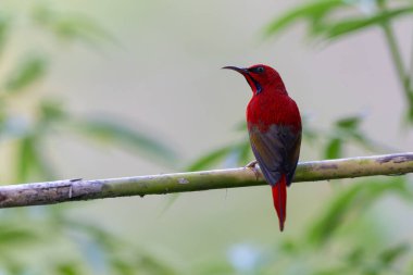 Montan Ormanı Sabah, Borneo 'da Güzel Temminck' in Sunbird 'ü (Aethopyga temminckii)