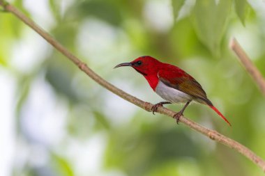 Montan Ormanı Sabah, Borneo 'da Güzel Temminck' in Sunbird 'ü (Aethopyga temminckii)